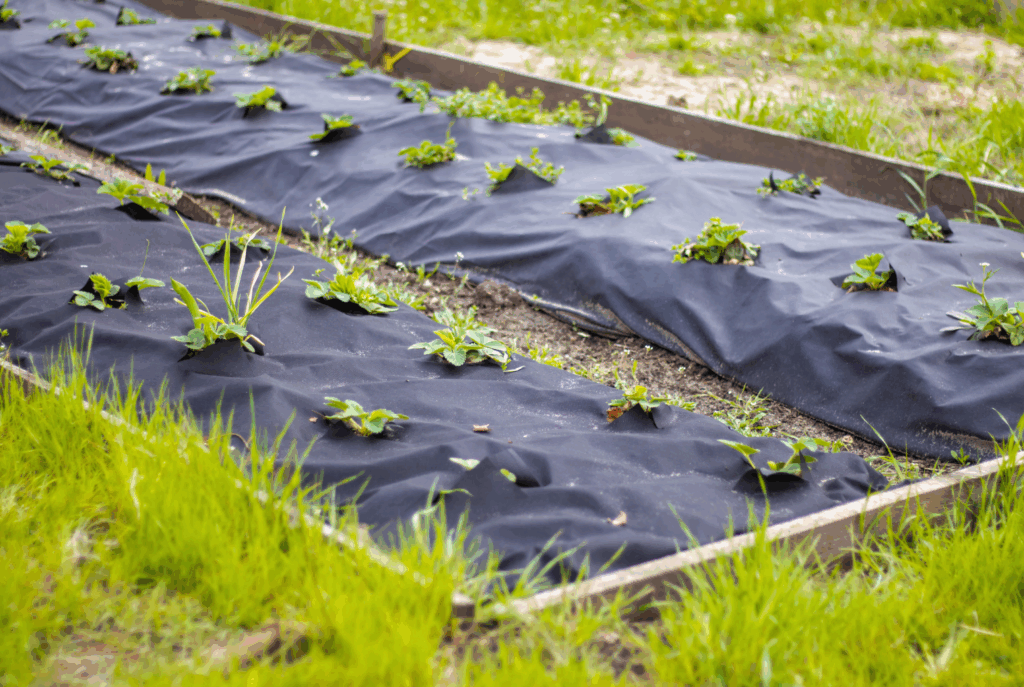 Mulching paper image 1st section